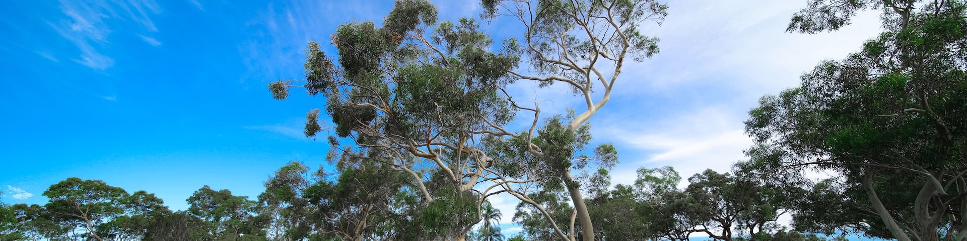Residential house in Dural a country suburb in Sydney NSW Australia with lush green trees and grass