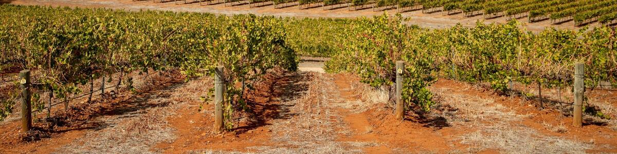 Mintaro featuring landscape views and farmland