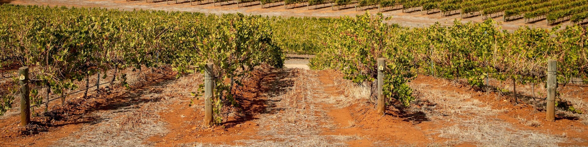 Mintaro featuring landscape views and farmland