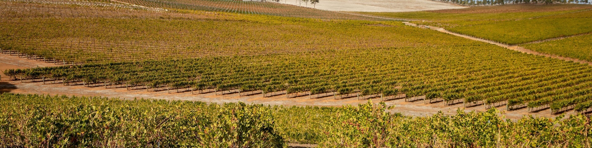 Mintaro featuring landscape views and farmland