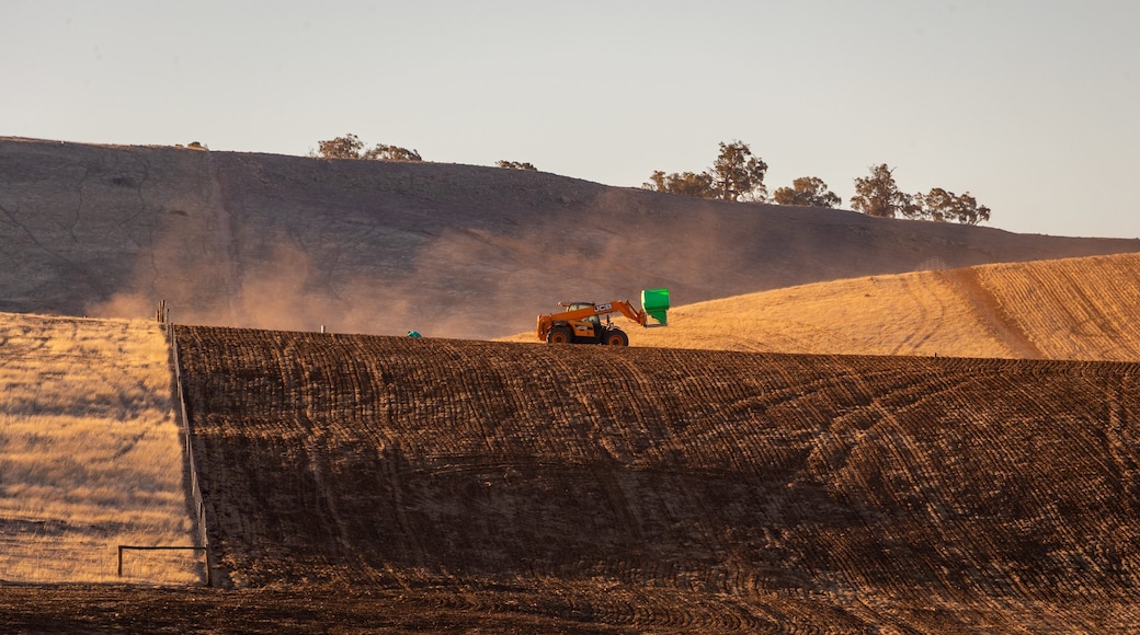 Mintaro featuring farmland and a sunset