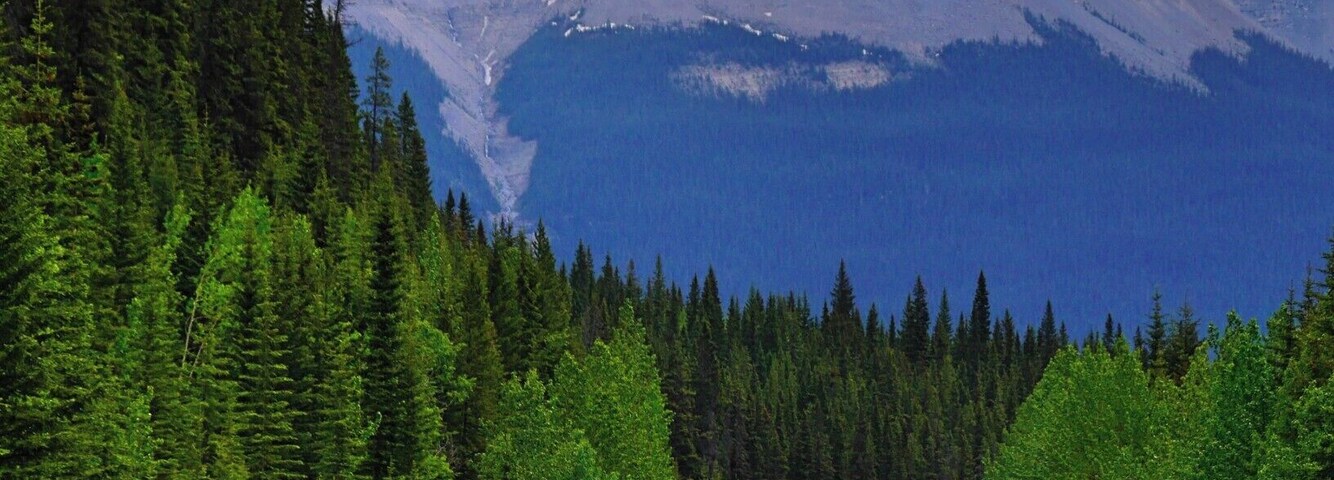 As we were cruising in our rented out Chevy Malibu along the highway, we are rewarded with a view of the snowy Rocky Mountains in the background. Nature never ceases to amaze me. The long winding road continues on as if it took hours, but all of a sudden, we see a herd of cars stopped on the side of the highway. None of us in the car know what was going on. As we approached, we slowed down before parking behind a series of vehicles. The few cars in front of us must have done the same. We got out of the vehicle and walked towards the a group of people, whispering amongst each other and pointing into the trees. They must be mad because I did not see anything for twenty seconds. Then, all of a sudden, we hear the leaves ruffling. There was something in the trees. All I could see was a big dark figure among a dense row of trees. Before I whispered what I think it was to my sister, one of the other observers loudly whispered, "Can you see?! It's a bear!"