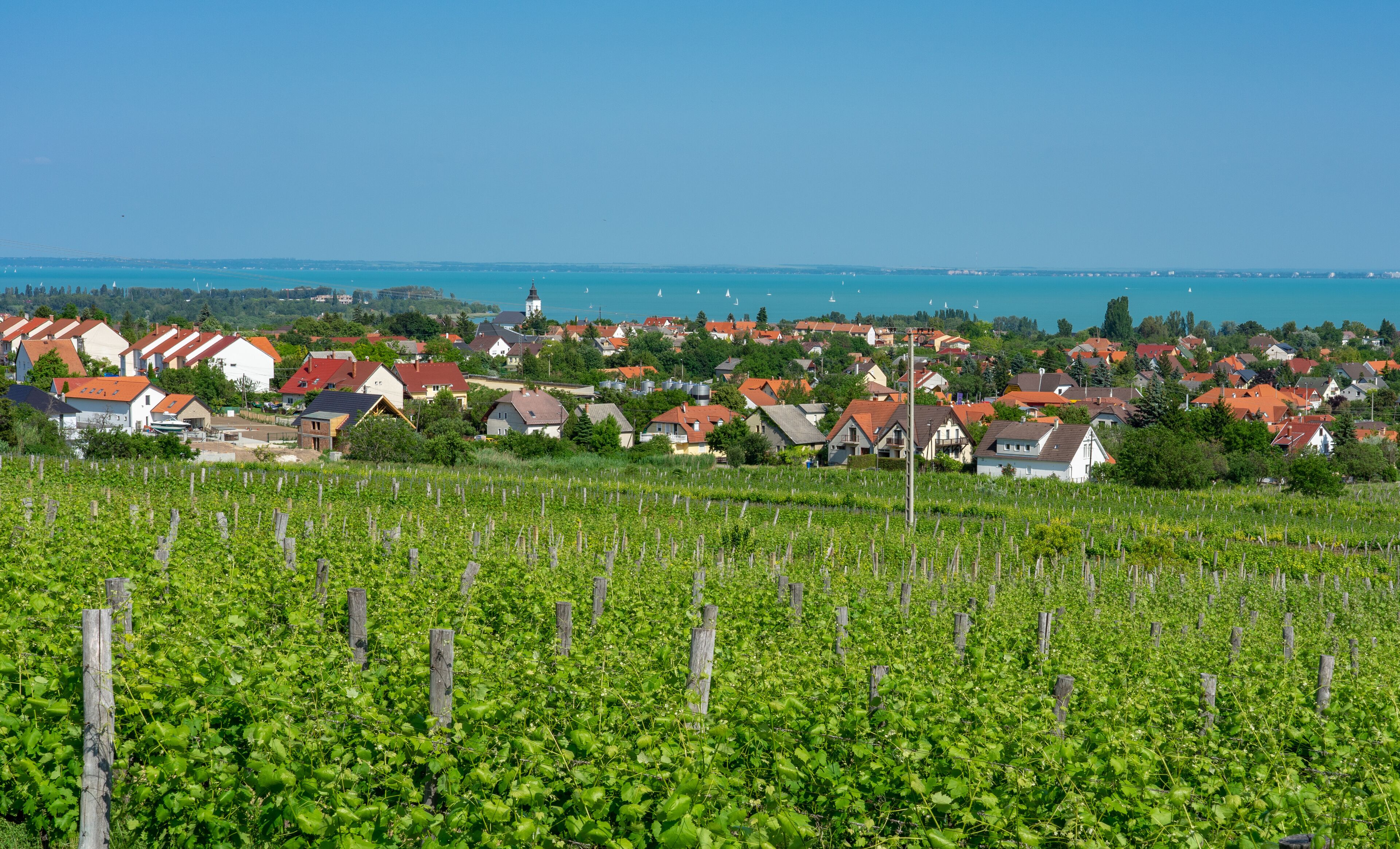 Nice vineyard in Csopak next to the lake Balaton at summer landscape with houses and church