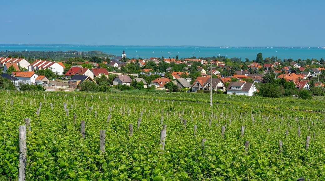 Nice vineyard in Csopak next to the lake Balaton at summer landscape with houses and church