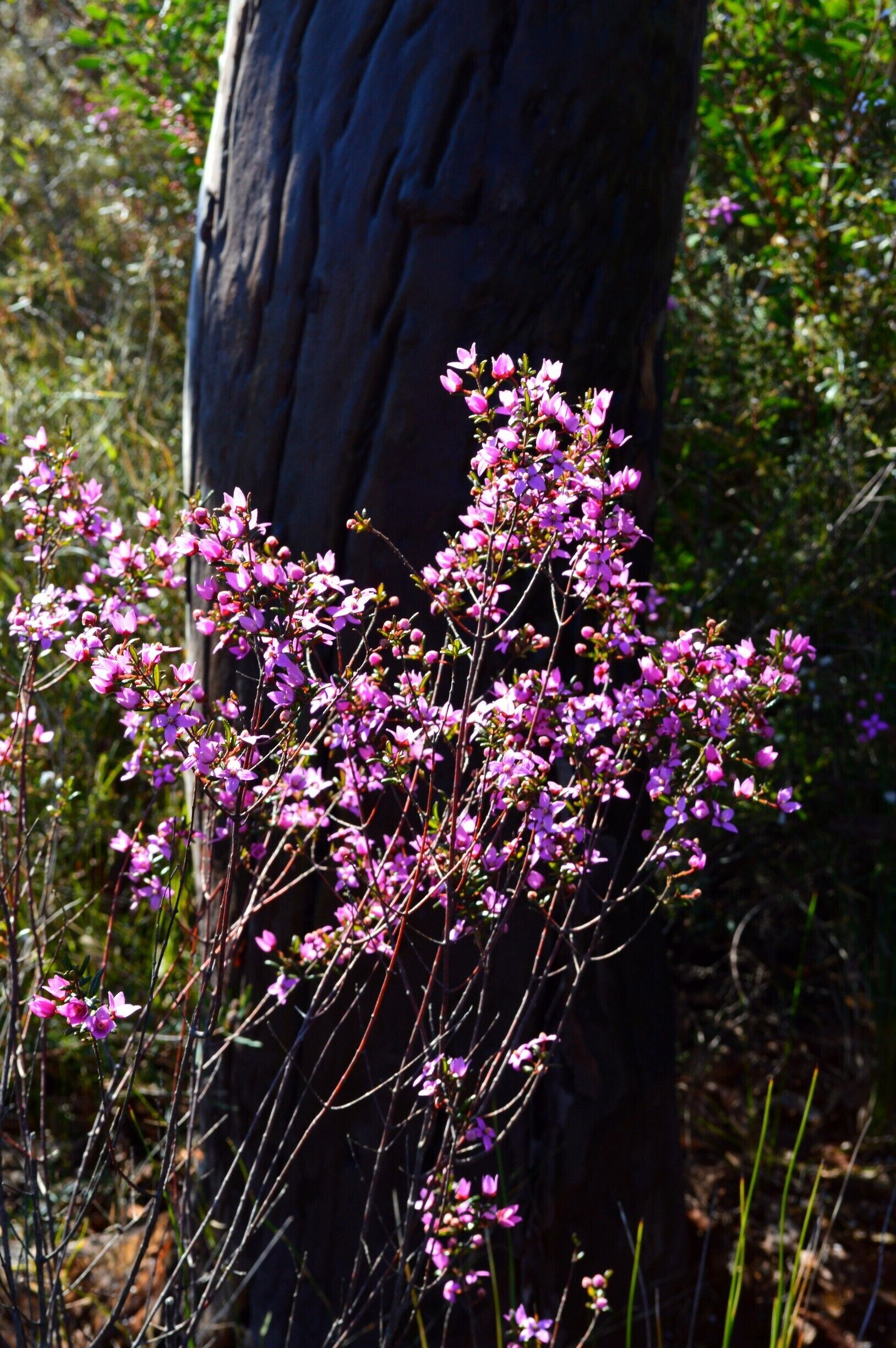 Australian Bush - in bloom.  
