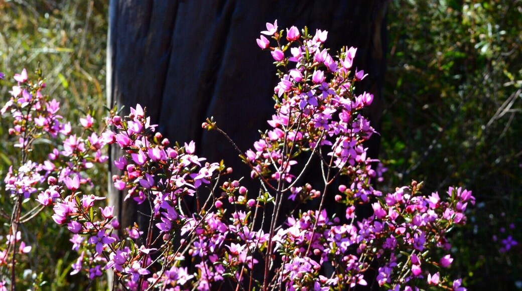 Australian Bush - in bloom.