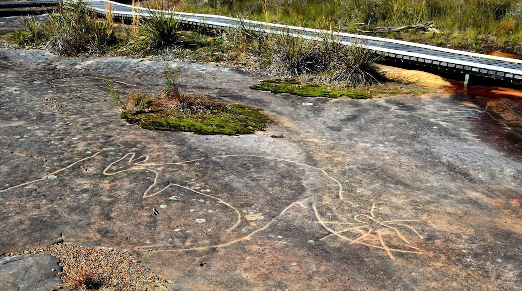 It's NAIDOC Week and thought we would celebrate with a walk to see some amazing Aboriginal Art work which is standing the test of time.
I have copied the following information from the National Parks website to provide you with accurate information. The photos are my own. smile emoticon I recommend a visit to this special place.
BULGANDRY.
"Bulgandry Aboriginal art site in Brisbane Water National Park is a special landscape, rich in ancient Aboriginal rock art of the Guringai People. There’s a wide range of well-preserved engravings to see; most of them are more than 200 years old with many perhaps ten times that age.
The name Bulgandry belongs to the large engraving of a man thought to represent an ancestral hero, depicted with an impressive headdress.
You’ll also see wallabies, fish, a dolphin and what’s thought to be a canoe and a bird. Keep walking to see some stone tool sharpening grooves nearby, or simply take in the site’s beautiful bush surroundings.
Indigenous sites such as Bulgandry provide valuable insight into Aboriginal traditions, past lifestyles and previous interactions with the environment. These sites are an important part of present-day Aboriginal culture, so please remember to tread carefully and with respect."
http://www.nationalparks.nsw.gov.au/…/Bulgandry-Aboriginal-…
#Bulgandry#aboriginalartsite#centralcoast#NSW