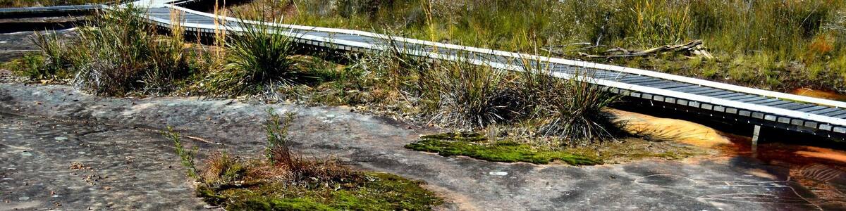 It's NAIDOC Week and thought we would celebrate with a walk to see some amazing Aboriginal Art work which is standing the test of time.
I have copied the following information from the National Parks website to provide you with accurate information. The photos are my own. smile emoticon I recommend a visit to this special place.
BULGANDRY.
"Bulgandry Aboriginal art site in Brisbane Water National Park is a special landscape, rich in ancient Aboriginal rock art of the Guringai People. There’s a wide range of well-preserved engravings to see; most of them are more than 200 years old with many perhaps ten times that age.
The name Bulgandry belongs to the large engraving of a man thought to represent an ancestral hero, depicted with an impressive headdress.
You’ll also see wallabies, fish, a dolphin and what’s thought to be a canoe and a bird. Keep walking to see some stone tool sharpening grooves nearby, or simply take in the site’s beautiful bush surroundings.
Indigenous sites such as Bulgandry provide valuable insight into Aboriginal traditions, past lifestyles and previous interactions with the environment. These sites are an important part of present-day Aboriginal culture, so please remember to tread carefully and with respect."
http://www.nationalparks.nsw.gov.au/…/Bulgandry-Aboriginal-…
#Bulgandry#aboriginalartsite#centralcoast#NSW
