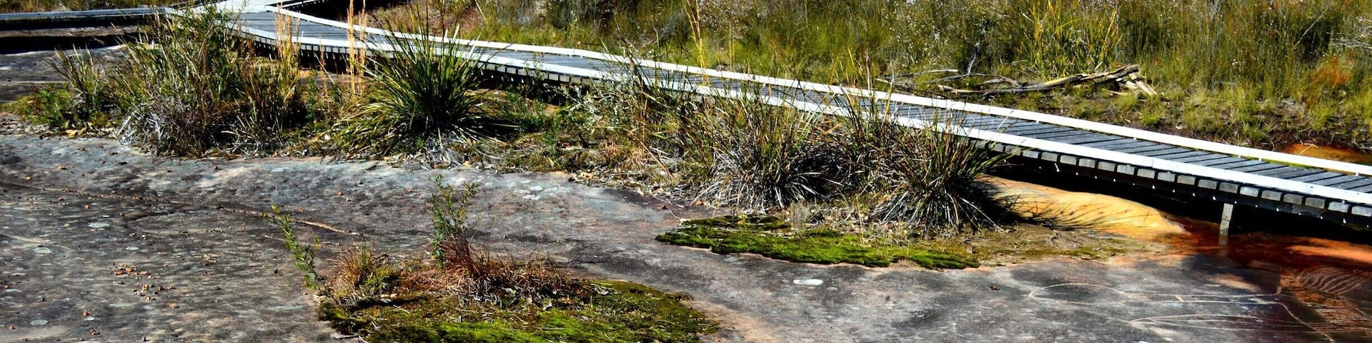 It's NAIDOC Week and thought we would celebrate with a walk to see some amazing Aboriginal Art work which is standing the test of time.
I have copied the following information from the National Parks website to provide you with accurate information. The photos are my own. smile emoticon I recommend a visit to this special place.
BULGANDRY.
"Bulgandry Aboriginal art site in Brisbane Water National Park is a special landscape, rich in ancient Aboriginal rock art of the Guringai People. There’s a wide range of well-preserved engravings to see; most of them are more than 200 years old with many perhaps ten times that age.
The name Bulgandry belongs to the large engraving of a man thought to represent an ancestral hero, depicted with an impressive headdress.
You’ll also see wallabies, fish, a dolphin and what’s thought to be a canoe and a bird. Keep walking to see some stone tool sharpening grooves nearby, or simply take in the site’s beautiful bush surroundings.
Indigenous sites such as Bulgandry provide valuable insight into Aboriginal traditions, past lifestyles and previous interactions with the environment. These sites are an important part of present-day Aboriginal culture, so please remember to tread carefully and with respect."
http://www.nationalparks.nsw.gov.au/…/Bulgandry-Aboriginal-…
#Bulgandry#aboriginalartsite#centralcoast#NSW