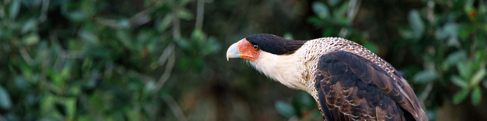 Crested caracara (Caracara plancus) near Zolfo Springs, Florida