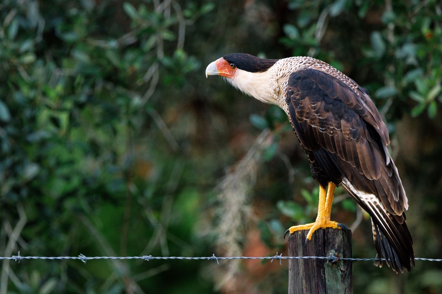 Crested caracara (Caracara plancus) near Zolfo Springs, Florida