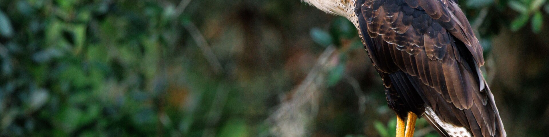 Crested caracara (Caracara plancus) near Zolfo Springs, Florida