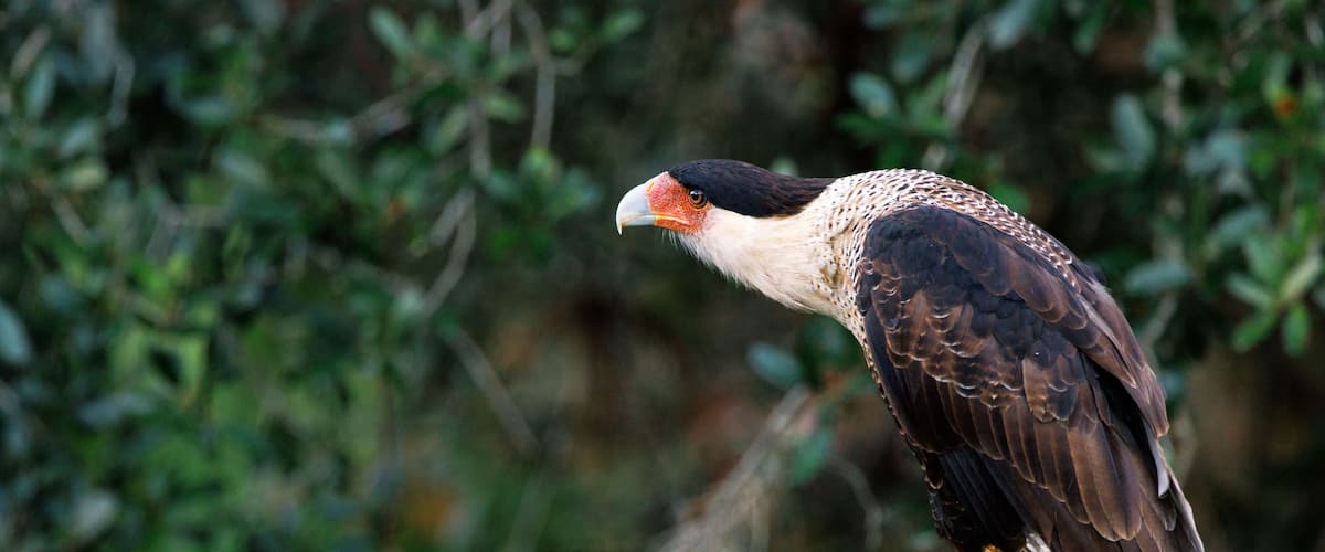 Crested caracara (Caracara plancus) near Zolfo Springs, Florida