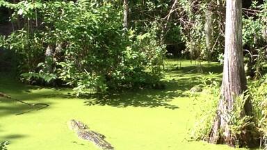 Zolfo Springs is also home to Pioneer Park which celebrates the early days of Old Florida with a museum, vintage buildings and an old locomotive. The park offers recreation facilities and camping, along with a charming little wildlife refuge. Once a year, a county fair, "Pioneer Days," is held to celebrate local traditions and the heritage of Zolfo Springs, FL. In the wildlife refuge we got to see these two gators lurking in the water (from memory a small entrance fee/donation is required) #green