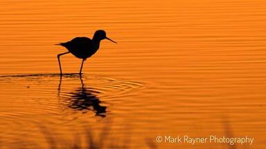 While you were sleeping 😁 Early morning shooting birds at Hart's Lagoon in Waikerie, South Australia