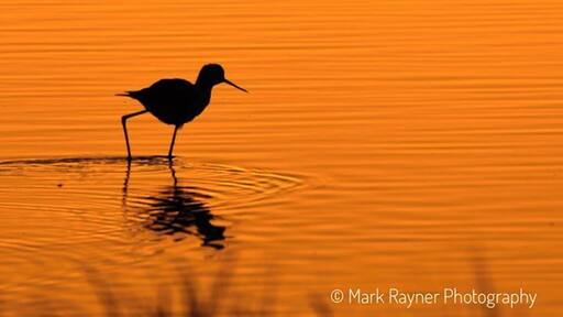 While you were sleeping 😁 Early morning shooting birds at Hart's Lagoon in Waikerie, South Australia
