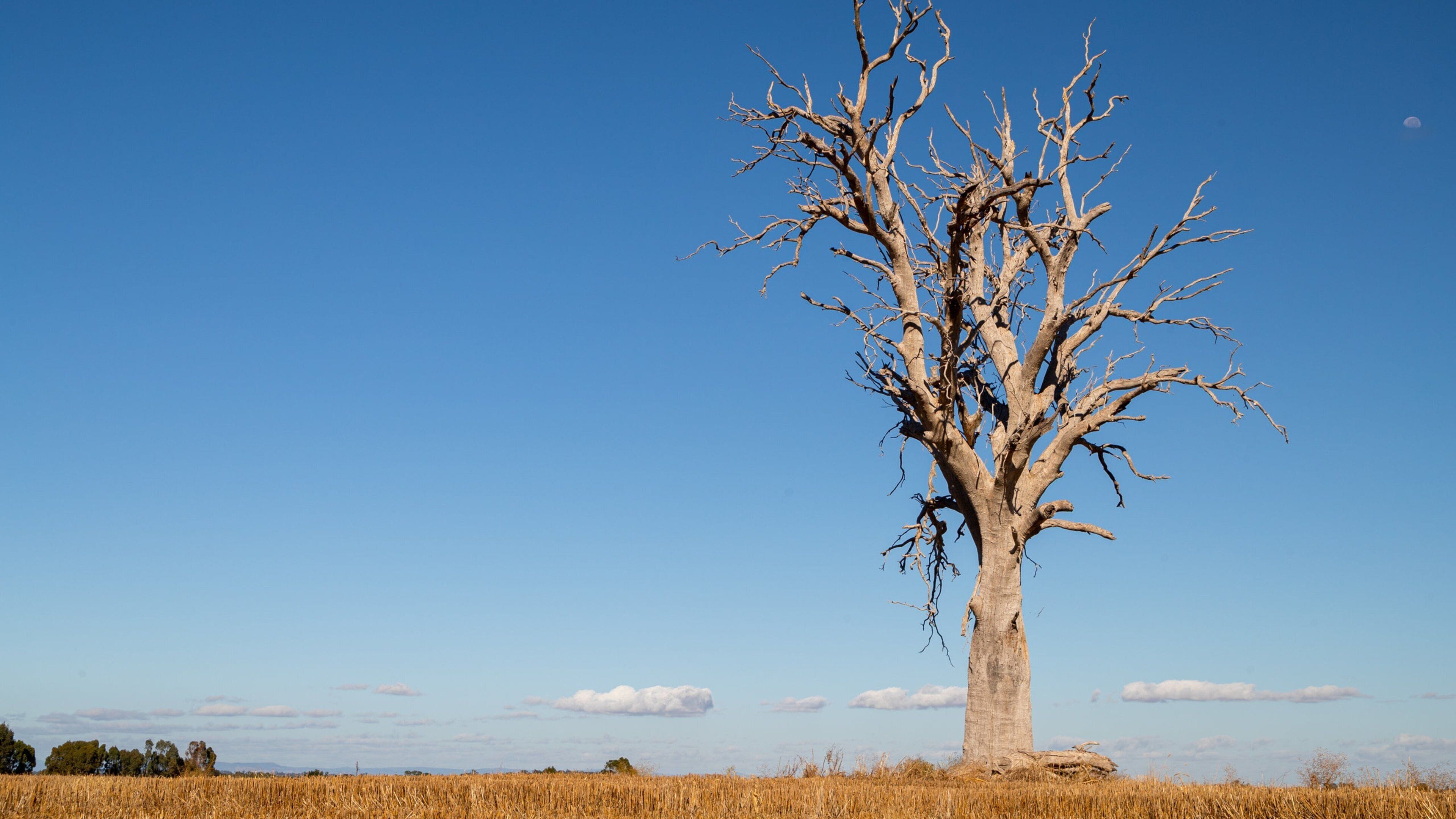 Un árbol solitario en un campo bajo un cielo azul despejado.