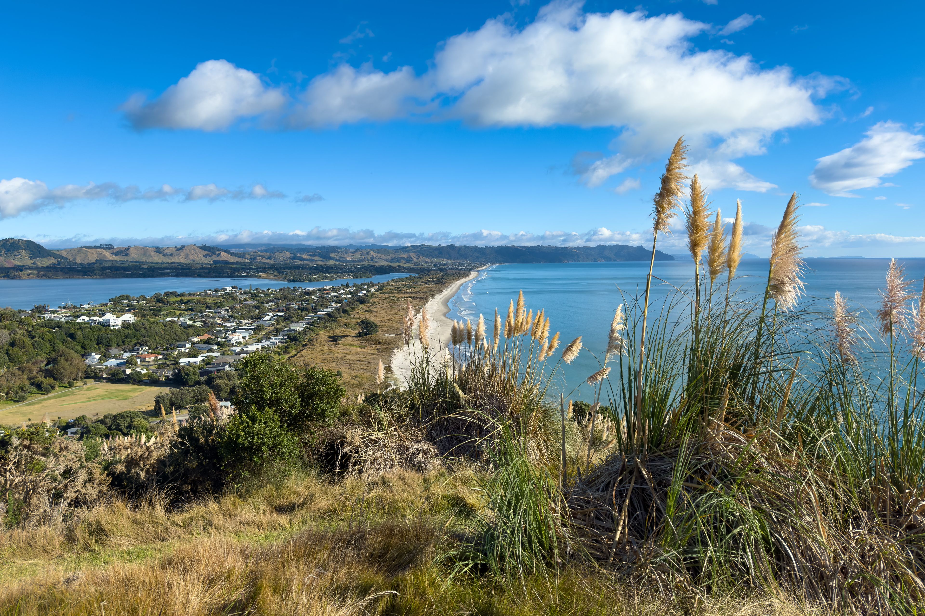 Waihī Beach, New Zealand, viewed from Bowentown Lookout, an old Māori pā site. Pampas grass in foreground, considered a weed in New Zealand, often confused with native toetoe.
