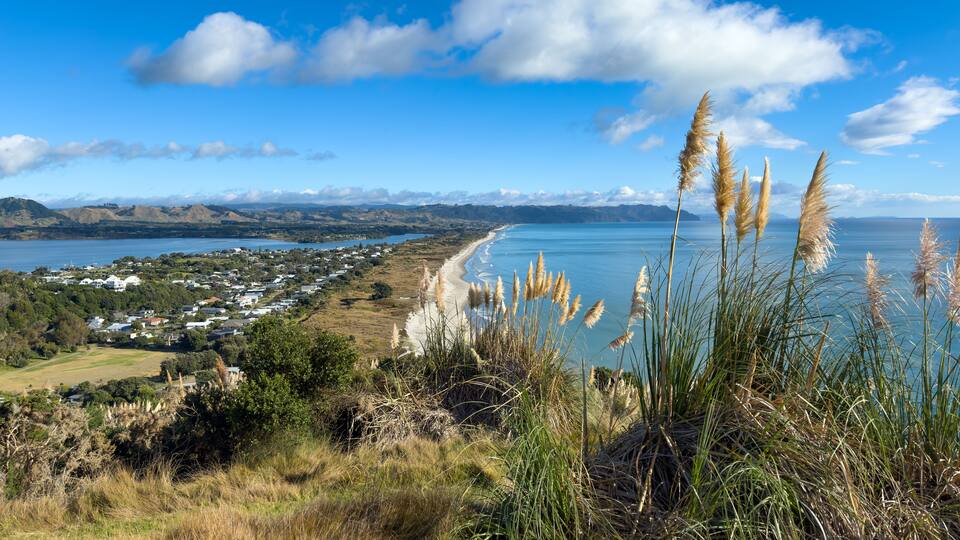 Waihī Beach, New Zealand, viewed from Bowentown Lookout, an old Māori pā site. Pampas grass in foreground, considered a weed in New Zealand, often confused with native toetoe.