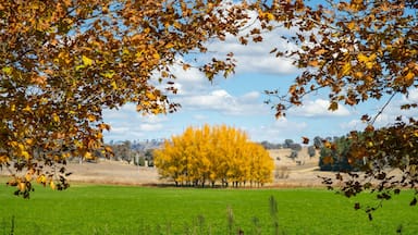 O\'connell showing tranquil scenes