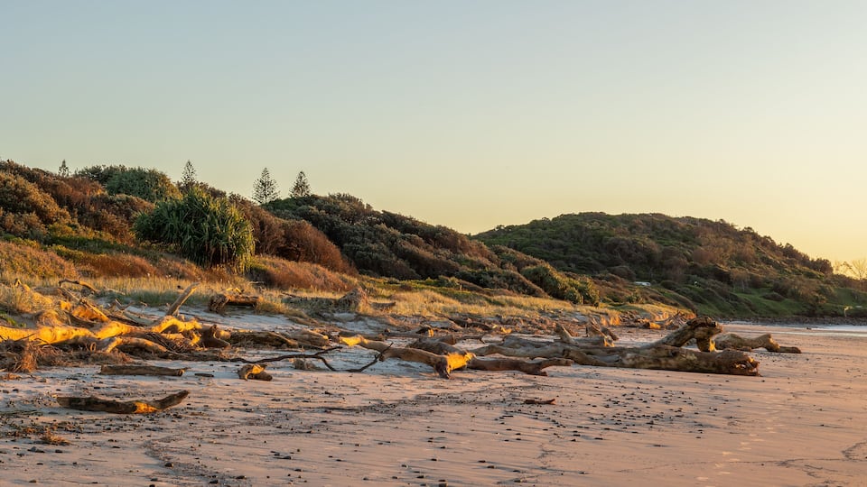 A beach with driftwood and a forested hill in the background.