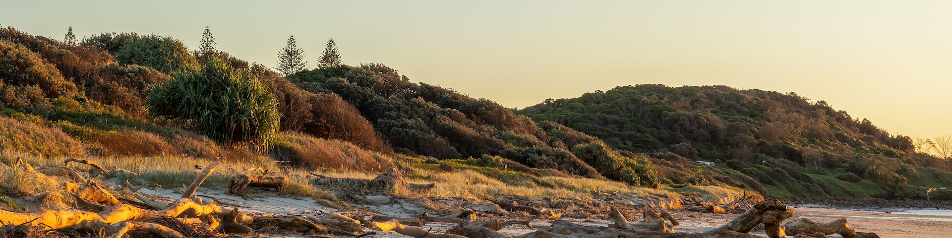 An eroded beach and washed ashore driftwood logs and flood debris in the early morning light after a cyclonic front storm on Shelly Beach in Ballina in New South Wales, Australia.