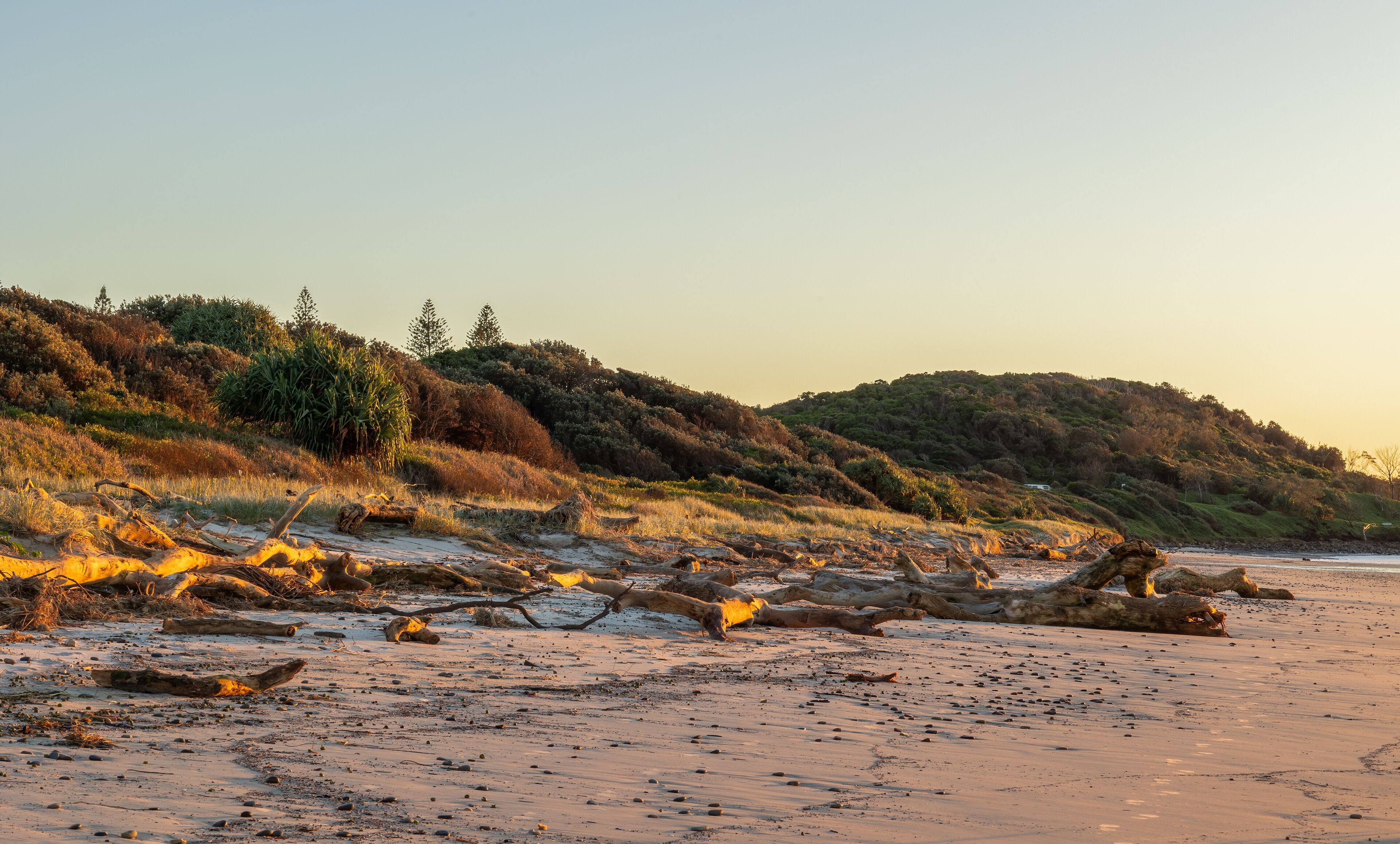 A beach with driftwood and a forested hill in the background.