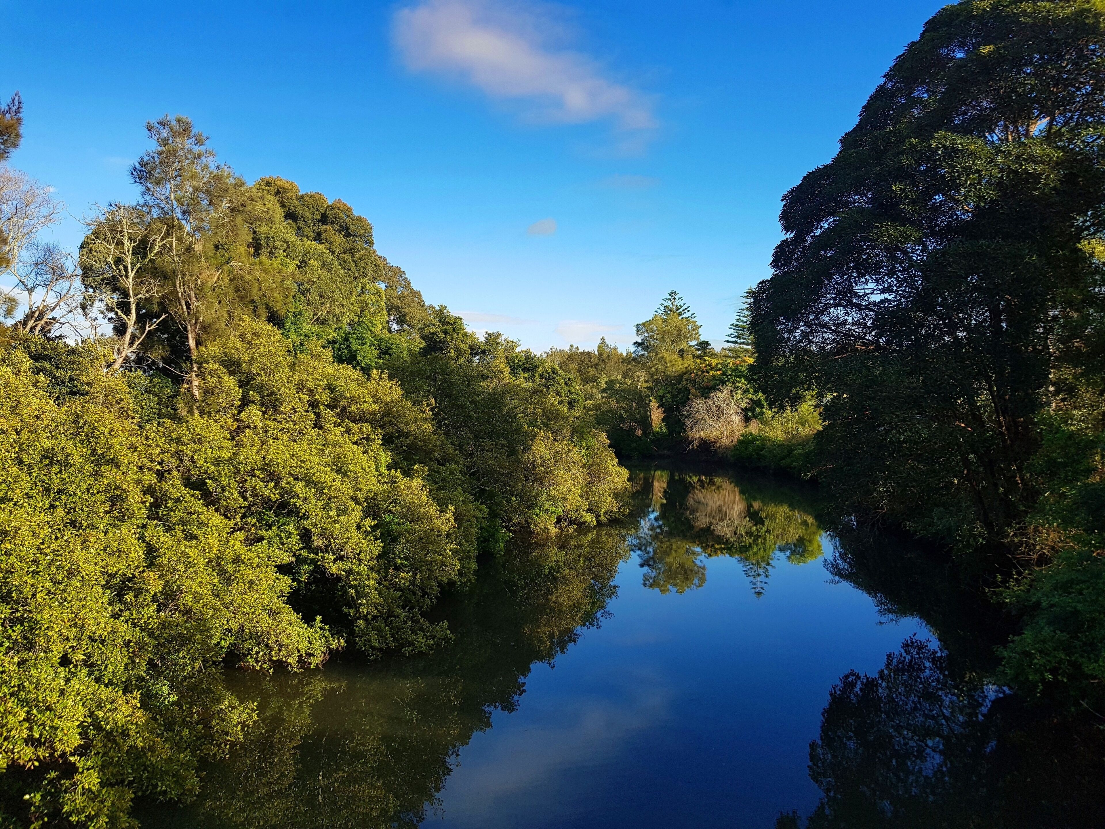 A calm river surrounded by dense green foliage and trees.