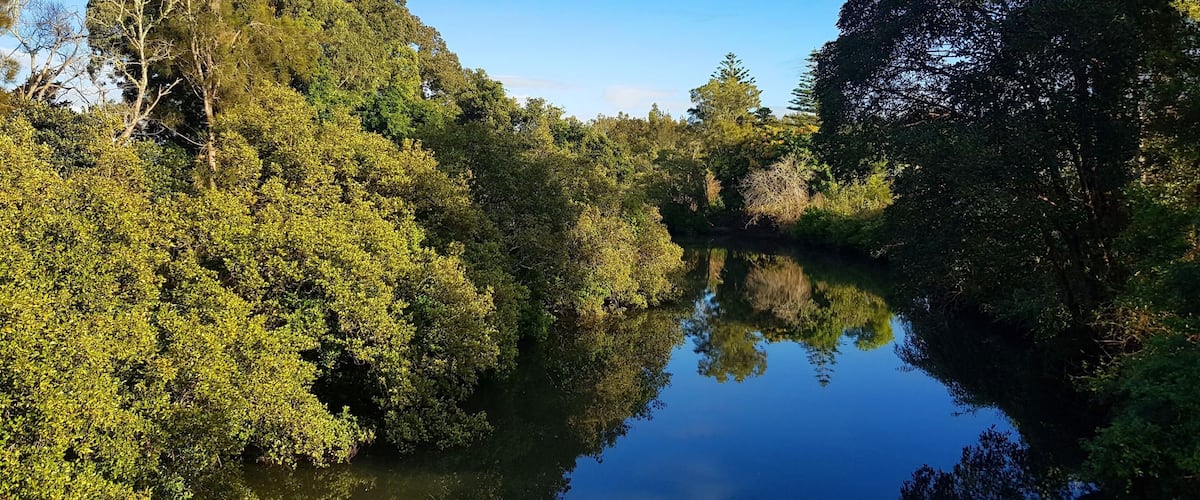 A calm river surrounded by dense green foliage and trees.