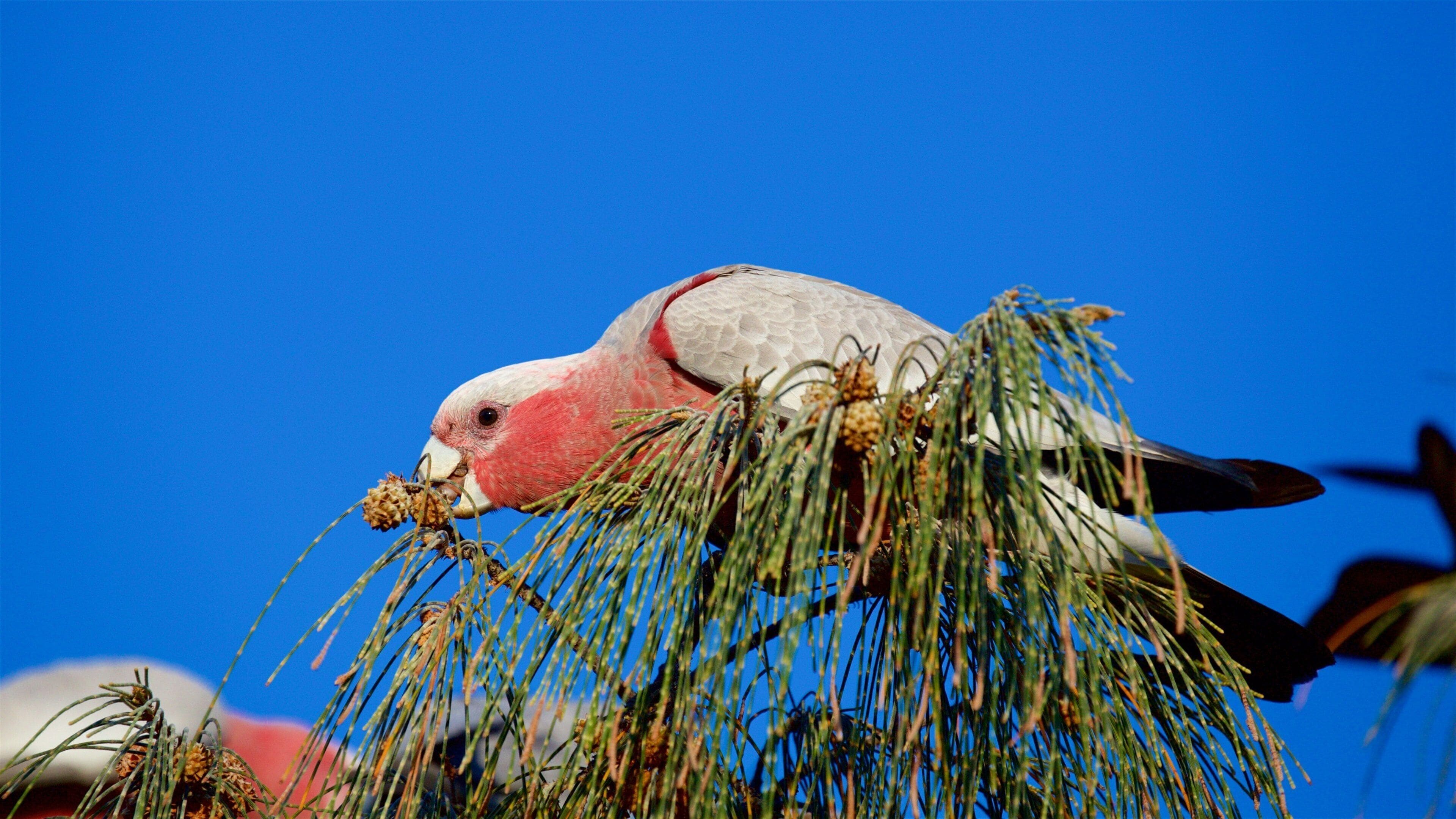 Yeppoon ofreciendo aves