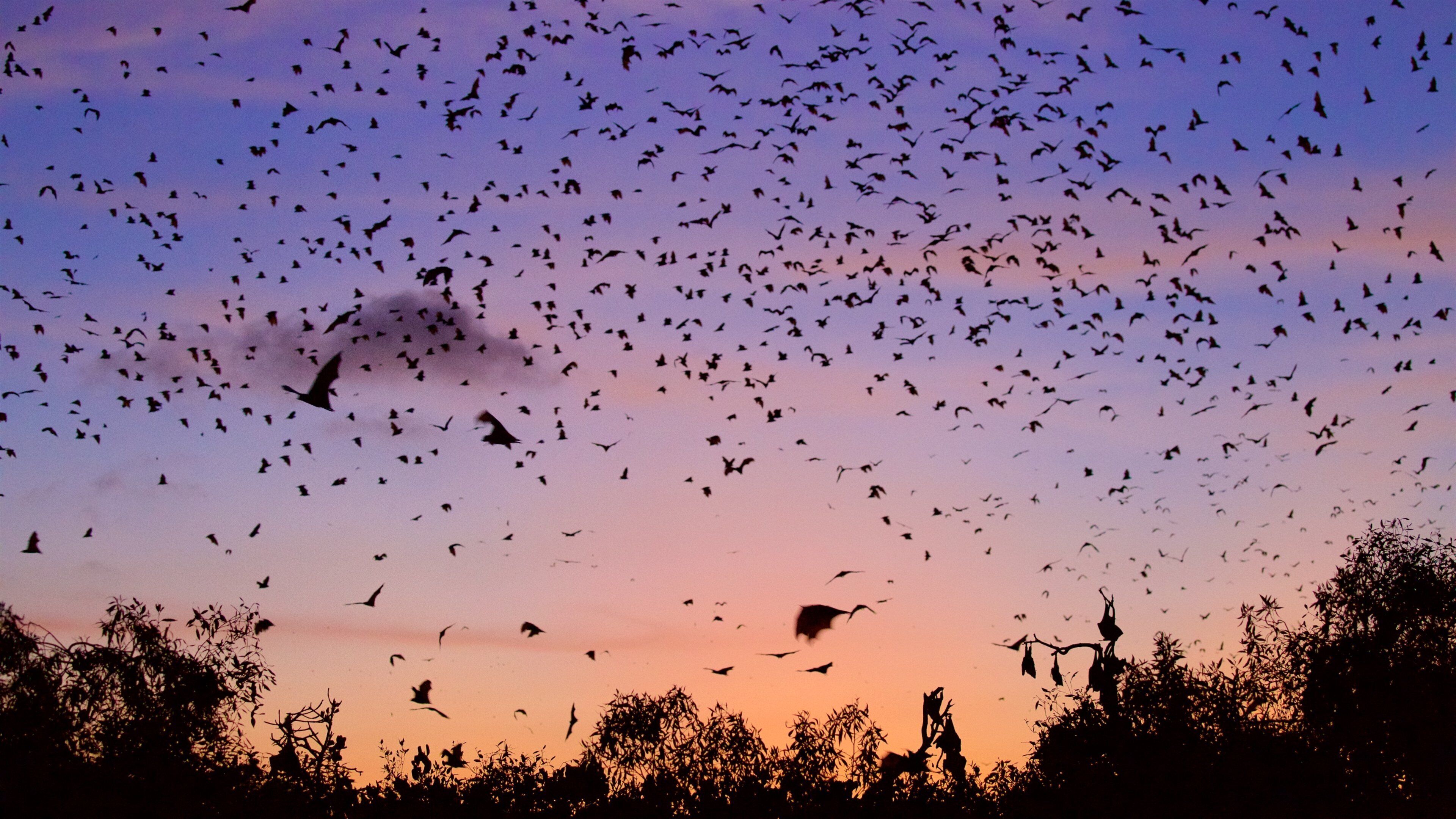 Ross Creek which includes a sunset and animals