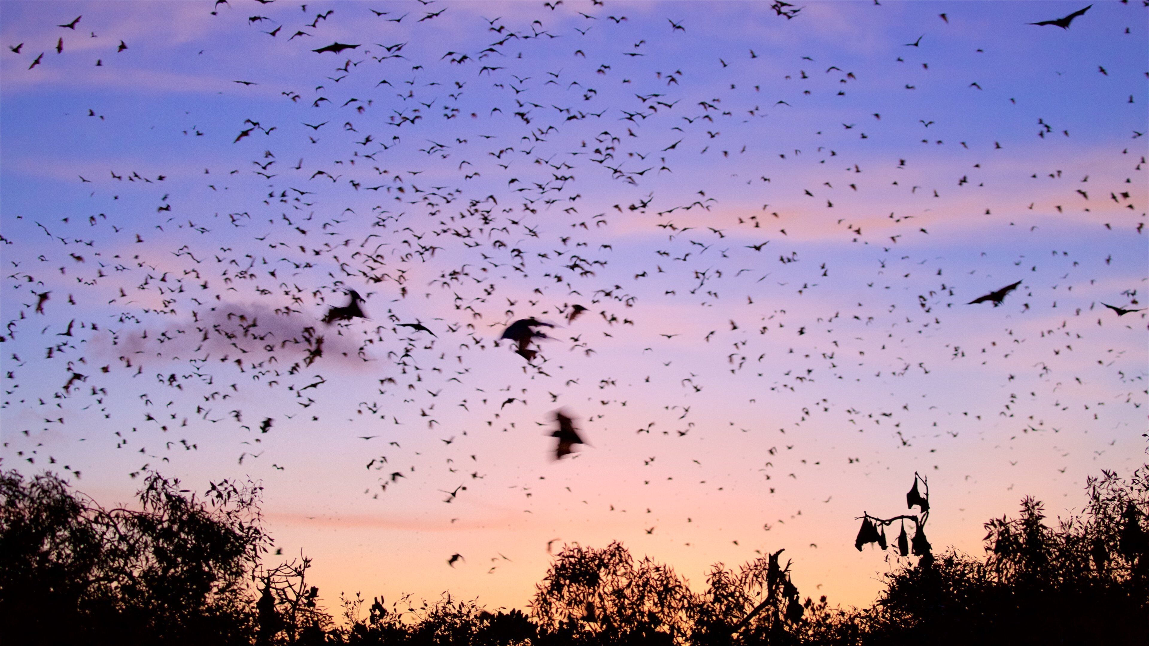 A flock of birds flying against a sunset sky.