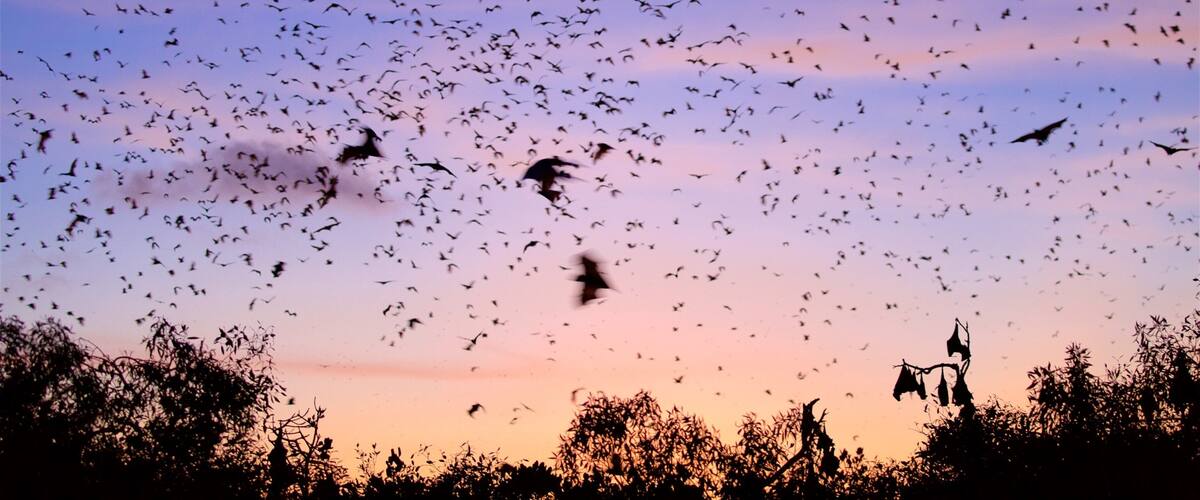 A flock of birds flying against a sunset sky.