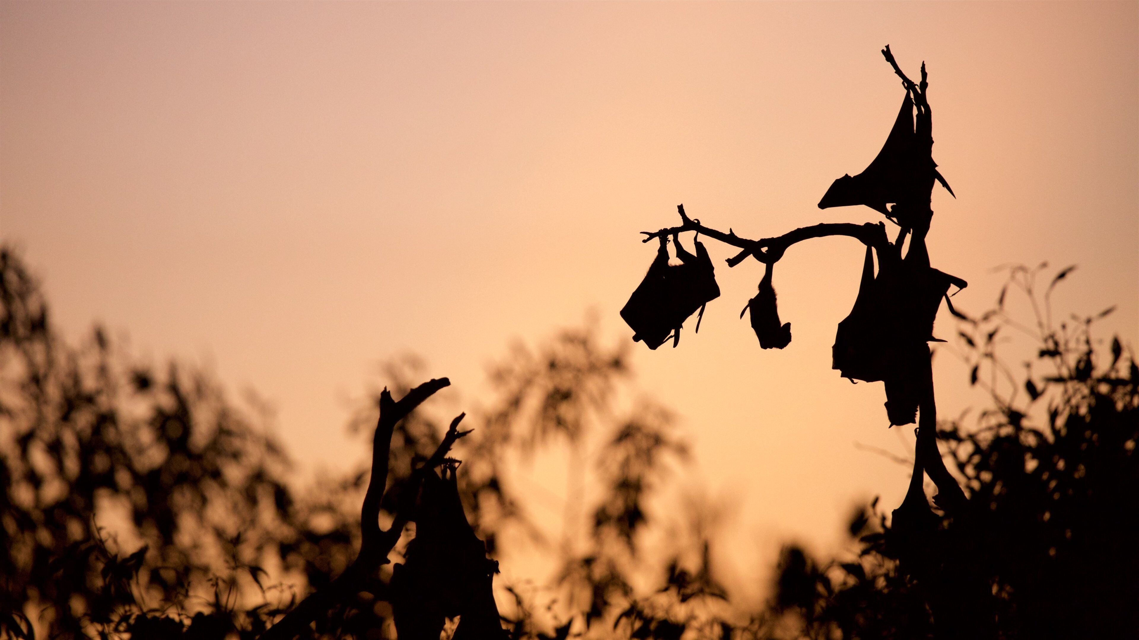 Yeppoon qui includes animaux et coucher de soleil