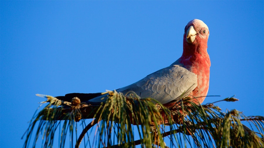 Yeppoon welches beinhaltet Vögel