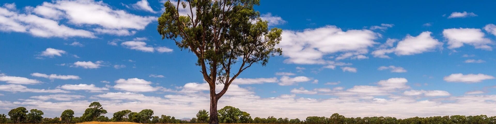 Loved the contrast of the bright blue sky and the burnt yellow grasses during a decent drought in the Grampians region. And then this tree standing tall in the middle of a paddock caught my eye 👍
#BVSBlue Photo Contest