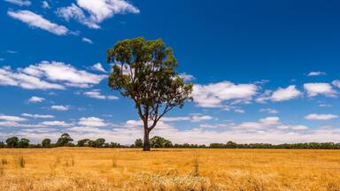 Loved the contrast of the bright blue sky and the burnt yellow grasses during a decent drought in the Grampians region. And then this tree standing tall in the middle of a paddock caught my eye 👍
#BVSBlue Photo Contest