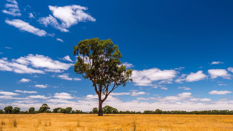 A single tree in a golden field under a blue sky with scattered clouds.