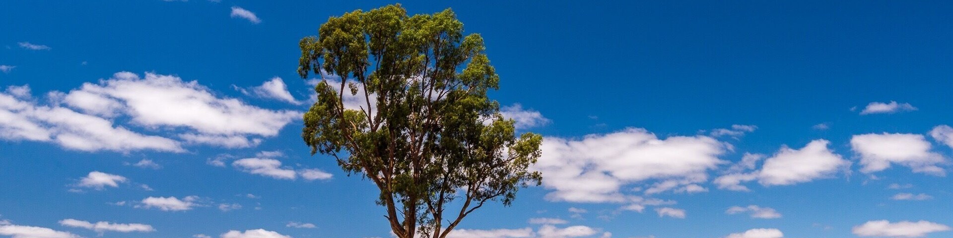 Loved the contrast of the bright blue sky and the burnt yellow grasses during a decent drought in the Grampians region. And then this tree standing tall in the middle of a paddock caught my eye 👍
#BVSBlue Photo Contest