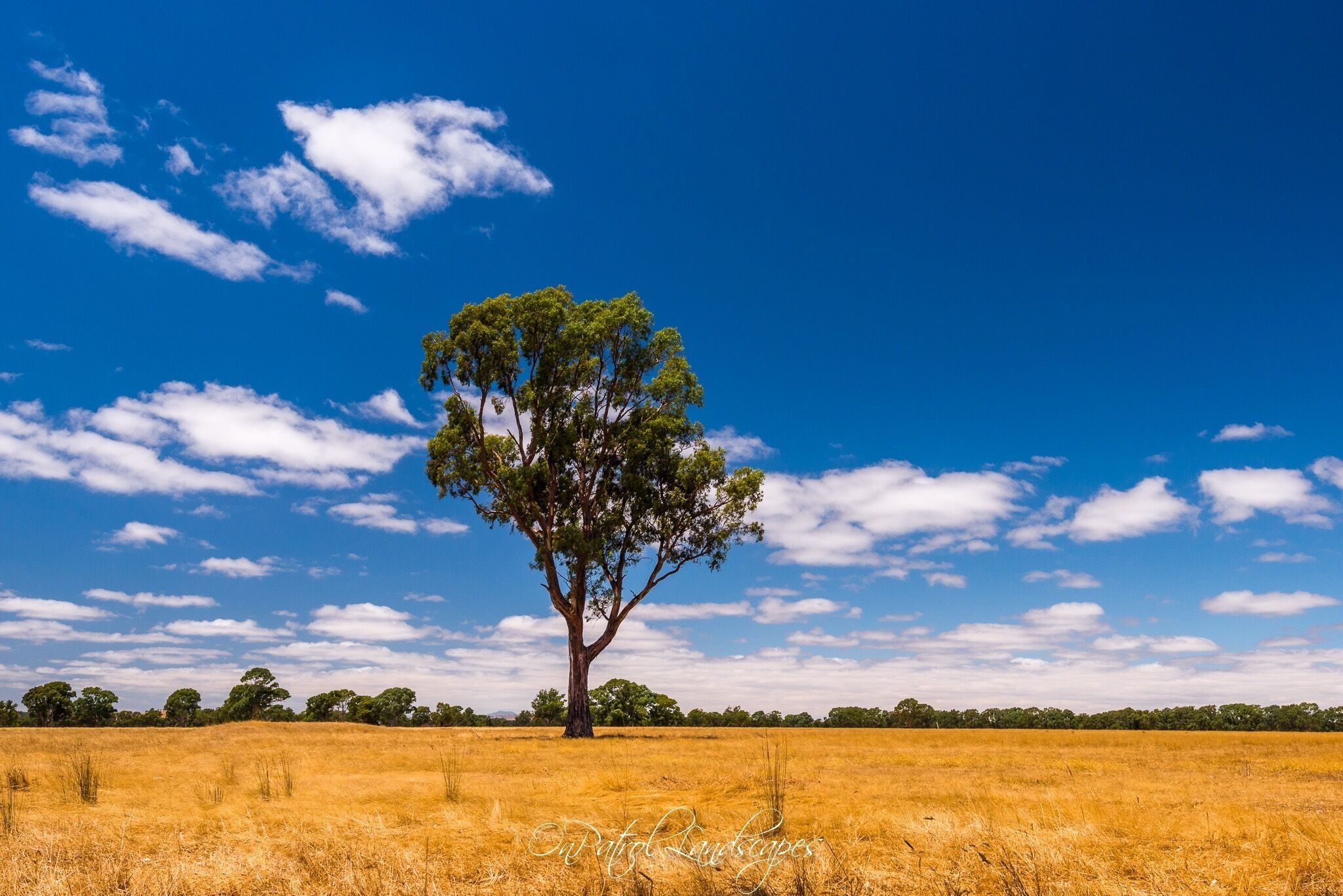 A single tree in a golden field under a blue sky with scattered clouds.