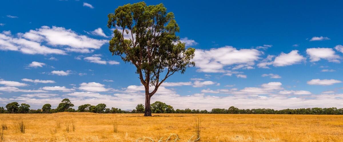 A single tree in a golden field under a blue sky with scattered clouds.