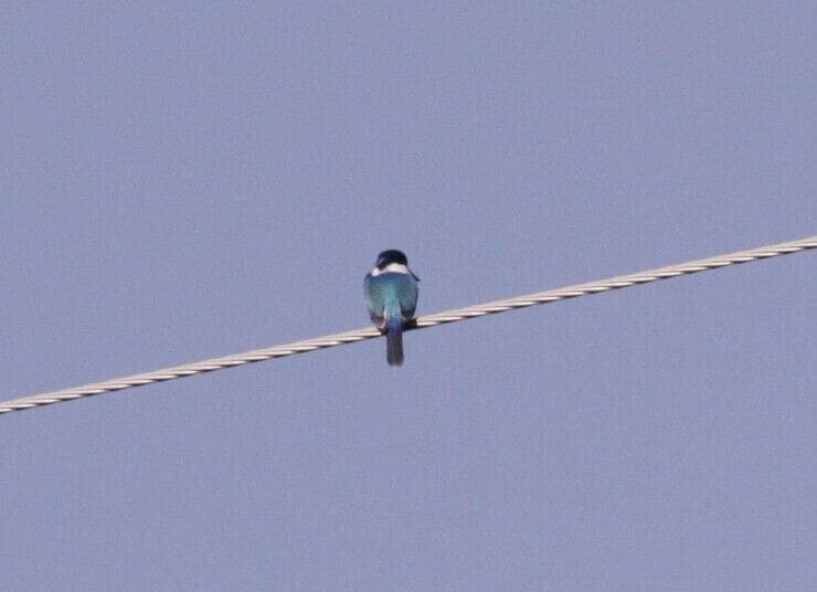 Not super clear, but this is the back of a Sacred Kingfisher.  At the waterhole just outside Springsure in Queensland.