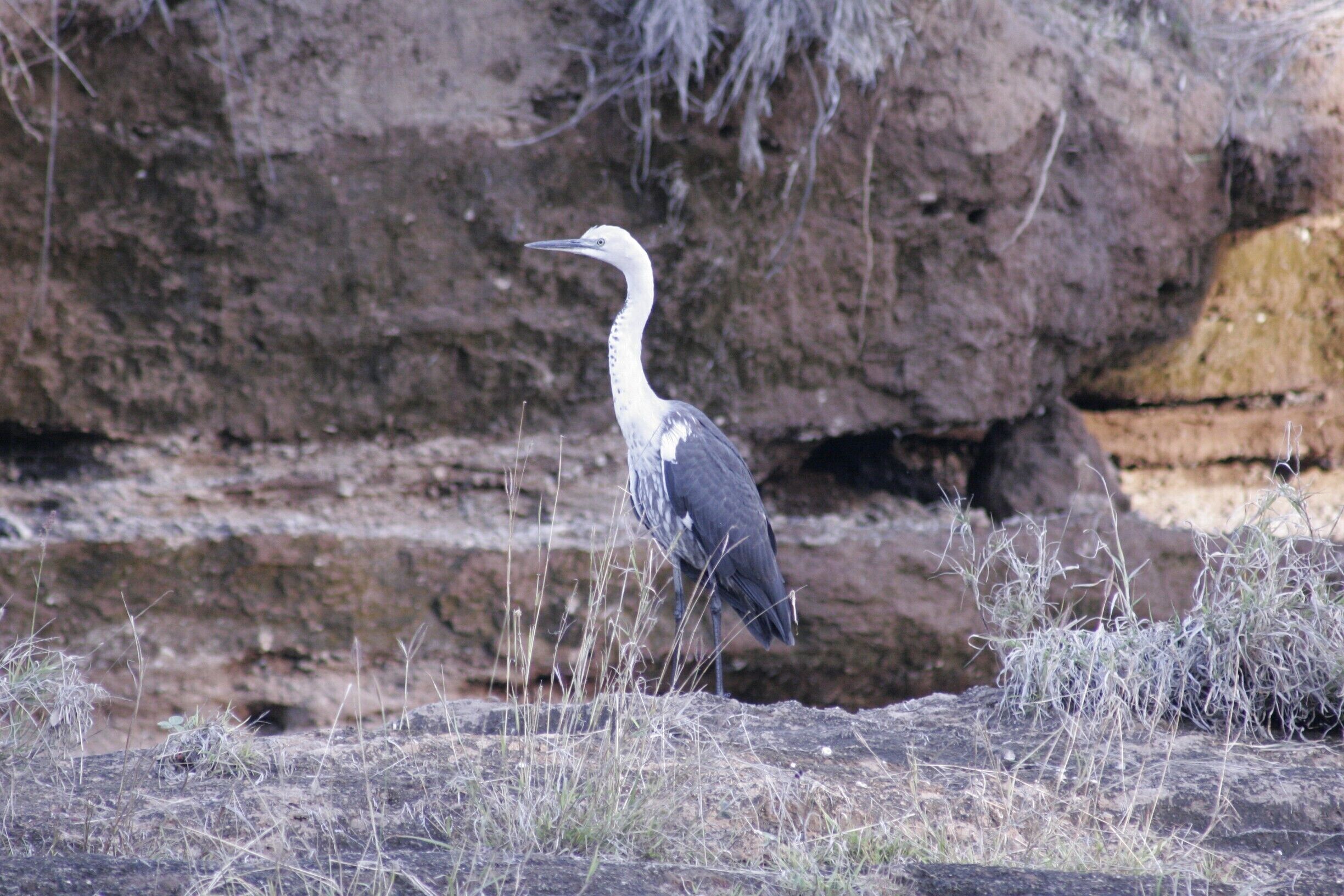 Pacific or White Necked Heron.  I have labeled this Springsure and that was certainly the town, but this little waterhole with natural slide is right by the highway.  Problem is, I can't remember which end of town - it is just out of town, so if you didn't pass it on the way in, it is the other end - but would be worth asking a local in case the current weather conditions mean it either isn't running or is dangerous.  Beautiful spot for a swim, some bird watching and a picnic.