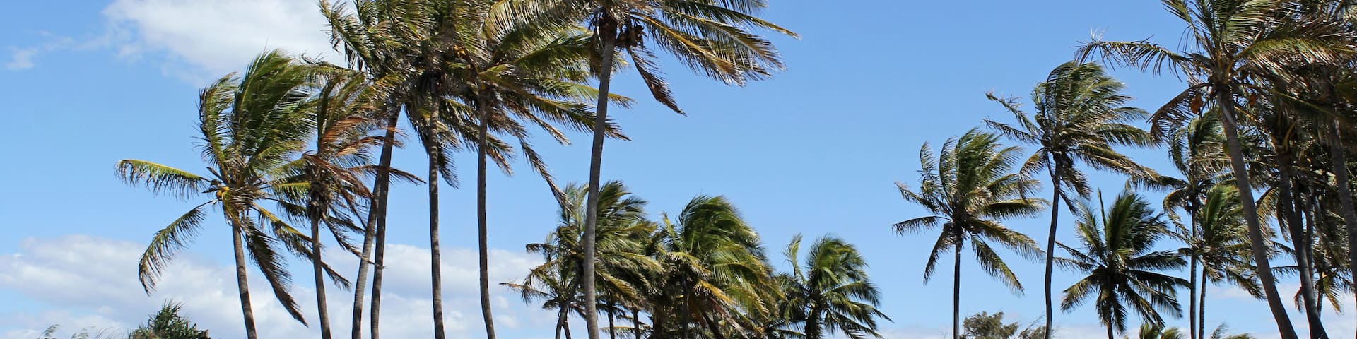 Group of palm trees at Zilzie Beach at Yeppoon in Queensland, Australia