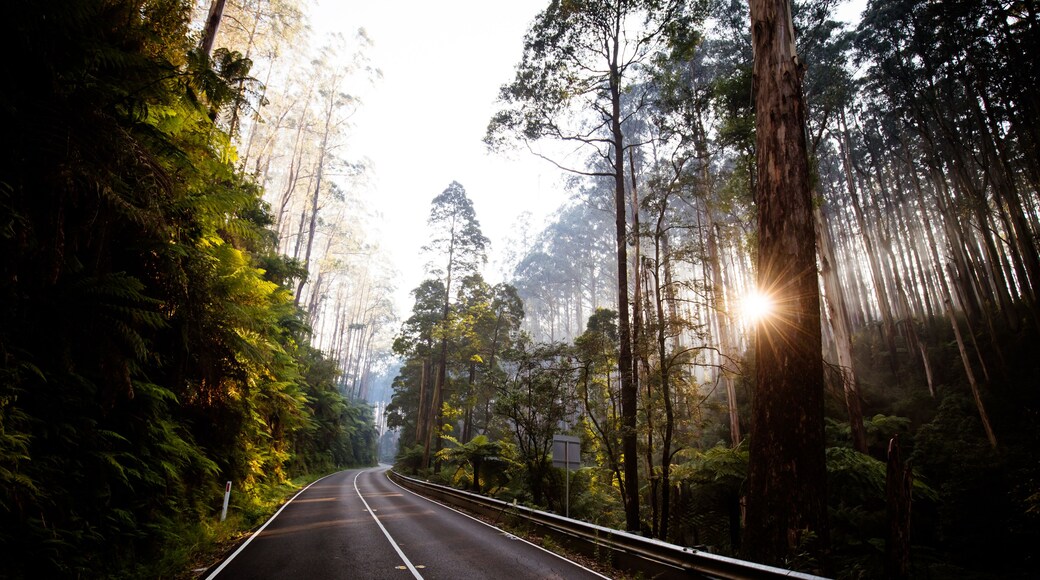 The Black Spur near Narbethong in Australia