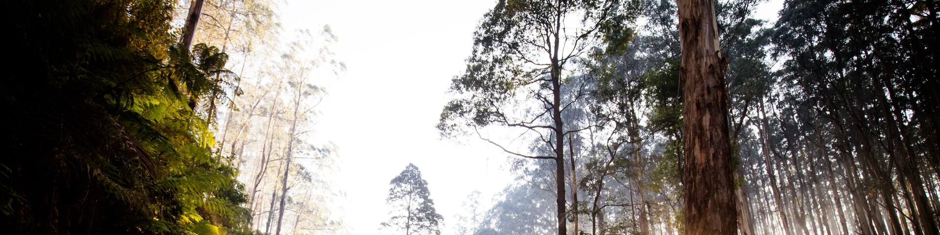 The Black Spur near Narbethong in Australia