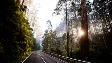 The Black Spur near Narbethong in Australia