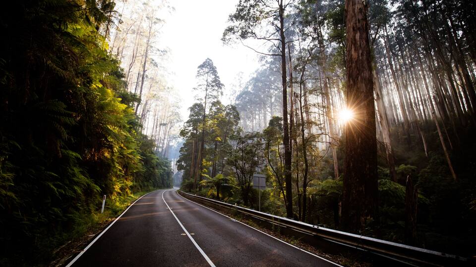A forested road with tall trees and sunlight filtering through.