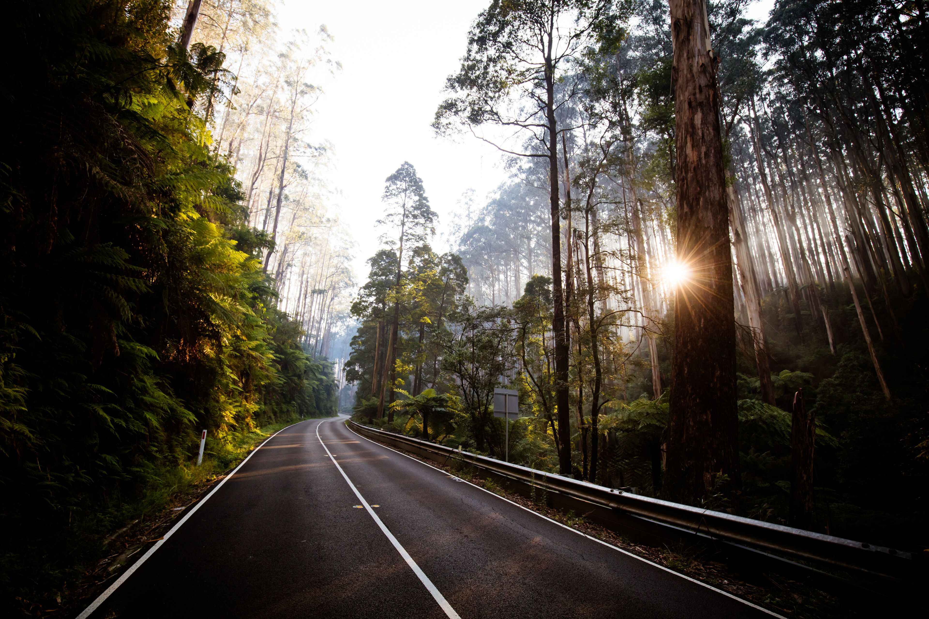 A forested road with tall trees and sunlight filtering through.