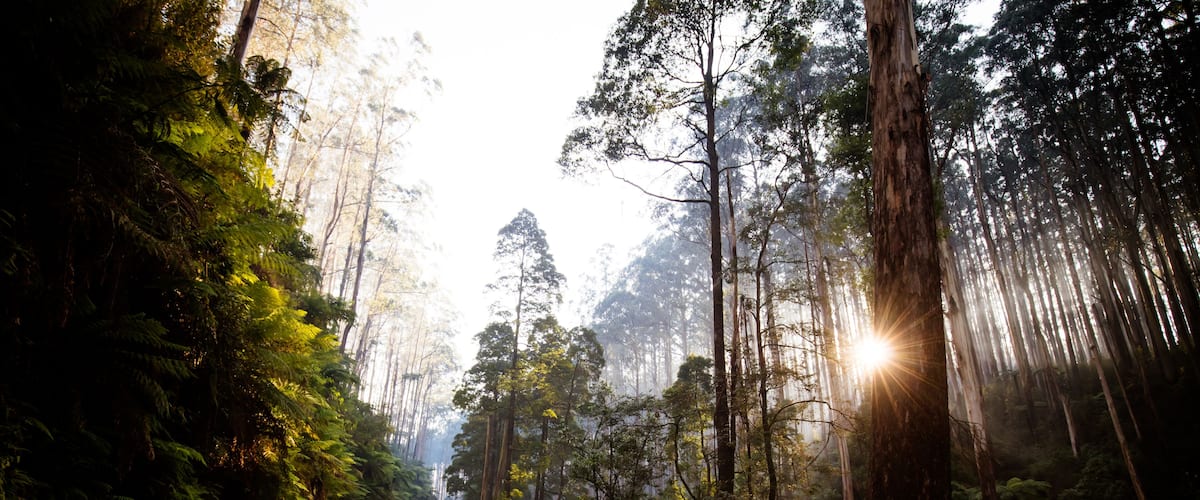 A forested road with tall trees and sunlight filtering through.